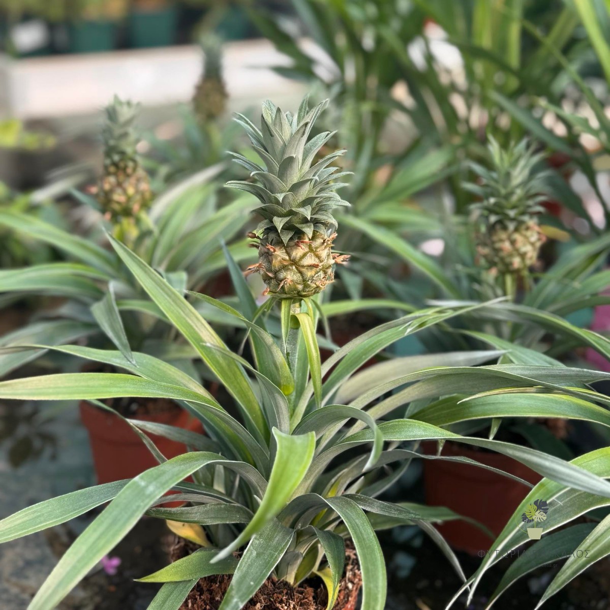 Ανανάς (Ananas comosus) - 
